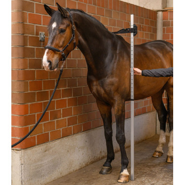 Toise Waldhausen cheval Gris
