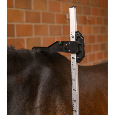 Toise Waldhausen cheval Gris