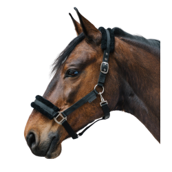 Licol d'équitation Waldhausen avec fourrure douce Licol d'équitation Waldhausen avec fourrure douce