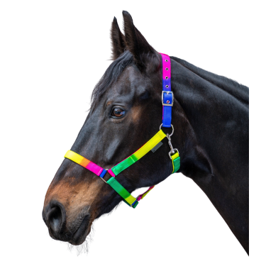 Licol Waldhausen Arc-en-ciel Néon multicolor Multi-couleurs