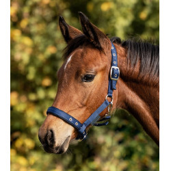 Licol d'équitation confort pour poulain Waldhausen