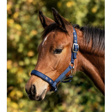 Licol d'équitation confort pour poulain Waldhausen