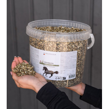 Complément équitation Échinacée pour immunité cheval Complément équitation Échinacée pour immunité cheval