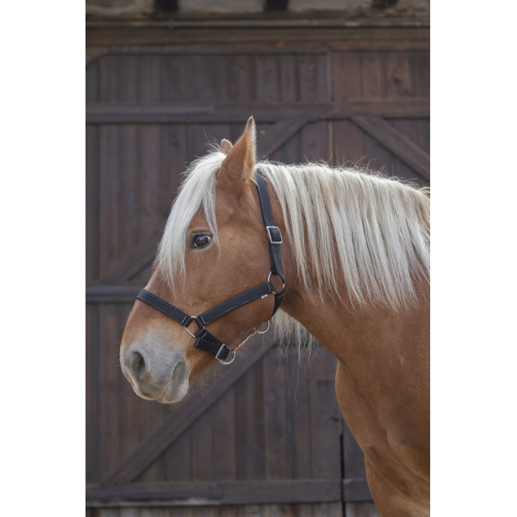 Licol Norton Pro pour cheval de trait