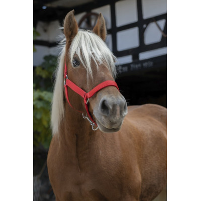 Licol Norton Pro pour cheval de trait Rouge