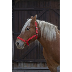 Licol Norton Pro pour cheval de trait Licol Norton Pro pour cheval de trait