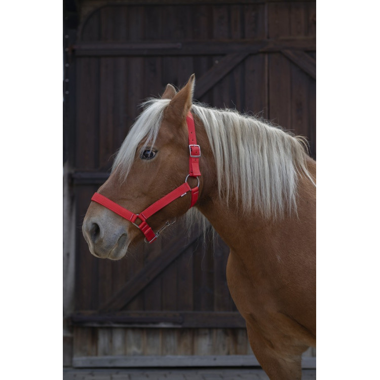 Licol Norton Pro pour cheval de trait Licol Norton Pro pour cheval de trait