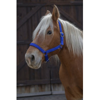 Licol Norton Pro pour cheval de trait Bleu roi