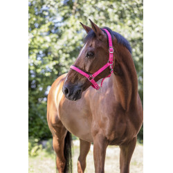 Licol Norton Fluo doublé pour cheval