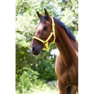 Licol Norton Fluo doublé pour cheval