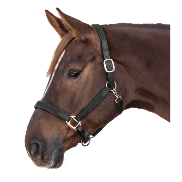 Licol d'équitation Star Mix en cuir et synthétique