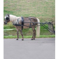 Harnais Star simple Economic poney shetland Noir
