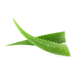 Spray soin cheval à l’Aloe Vera 2,5 L Waldhausen Spray soin cheval à l’Aloe Vera 2,5 L Waldhausen