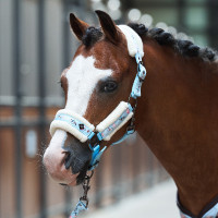 Licol Imperial Riding Little Champion Bleu clair