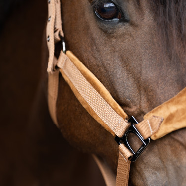 Licol HV Polo Luxury Camel Marron