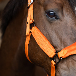 Licol HV Polo Luxury Pumpkin Orange Licol HV Polo Luxury Pumpkin Orange