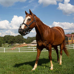 Panier Greenguard Noir ancien modèle Panier Greenguard Noir ancien modèle