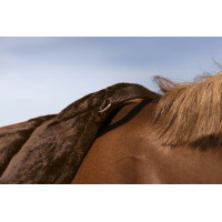 Tapis de monte à cru Norton Confort Marron Tapis de monte à cru Norton Confort Marron