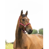 Licol Equithème Air Noir Licol Equithème Air Noir