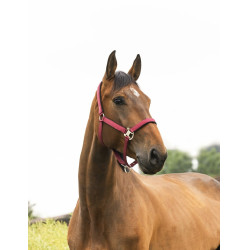 Licol Equithème Air Licol Equithème Air