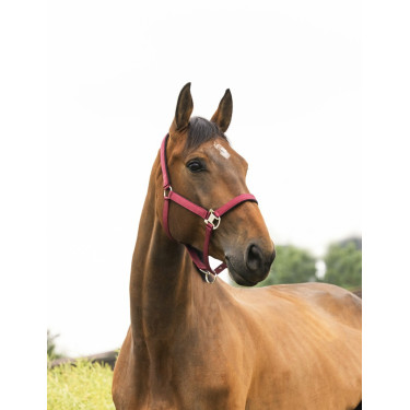 Licol Equithème Air Licol Equithème Air