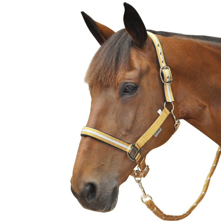 Set Licol Nylon/Lurex + Longe Canter Set Licol Nylon/Lurex + Longe Canter