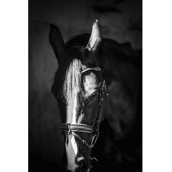 Bridon Pénélope Luxe Bridon Pénélope Luxe