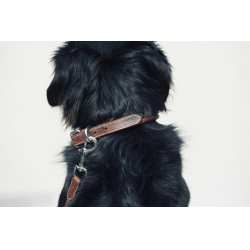 Collier pour chien Pénélope Point Sellier