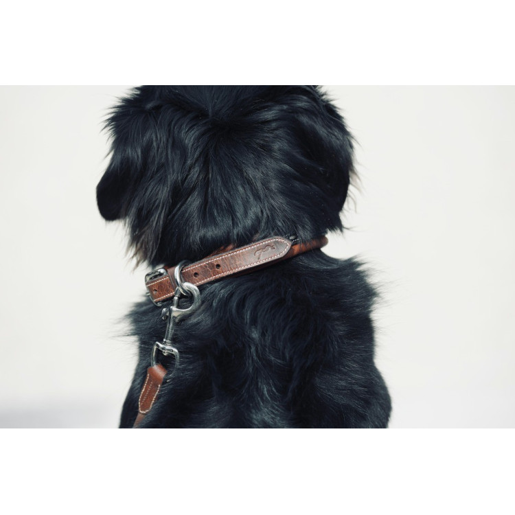 Collier pour chien Pénélope Point Sellier