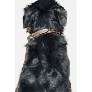 Collier pour chien Pénélope Point Sellier Collier pour chien Pénélope Point Sellier