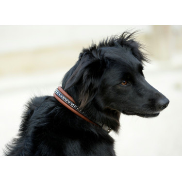 Collier pour chien Pénélope Point Sellier Collier pour chien Pénélope Point Sellier