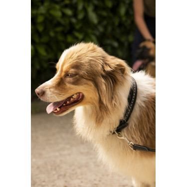 Collier pour chien Pénélope Point Sellier Collier pour chien Pénélope Point Sellier