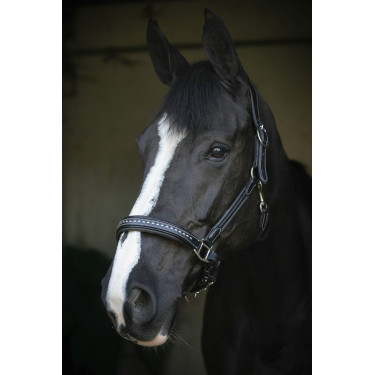 Licol cuir Pénélope Point Sellier Noir Licol cuir Pénélope Point Sellier Noir