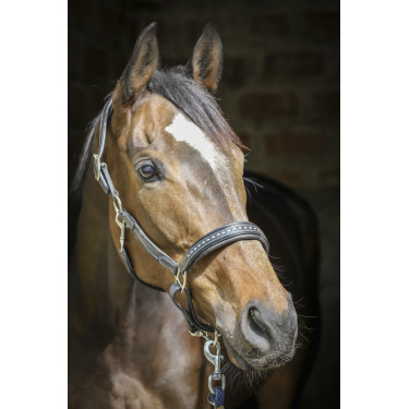 Licol cuir Pénélope Point Sellier Noir Licol cuir Pénélope Point Sellier Noir