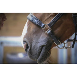 Licol cuir Pénélope Point Sellier Noir Licol cuir Pénélope Point Sellier Noir