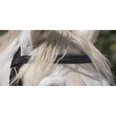 Bridon Excelsior Cheval de Trait Noir Bridon Excelsior Cheval de Trait Noir