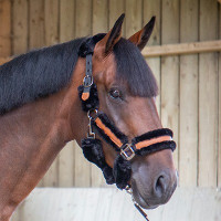 Licol Pénélope Soft Noir / beige Licol Pénélope Soft Noir / beige