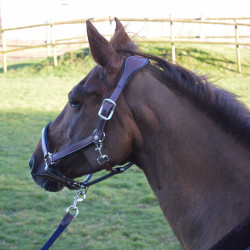 Licol cuir Flags & Cup PARIS Marron / marine