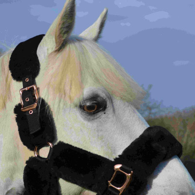 Licol Equi-Theme Teddy rose gold Noir