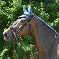 Bridon Canter Black strass Noir