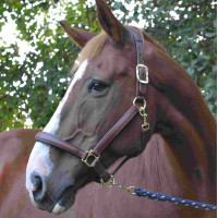 Licol LeMieux Anatomic Marron Licol LeMieux Anatomic Marron