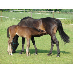 Abreuvoir PF1 Polyfirst La Gée Abreuvoir PF1 Polyfirst La Gée