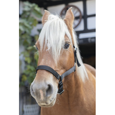 Licol Norton Cheval de Trait Licol Norton Cheval de Trait