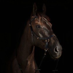 Bridon combiné Orlando Horze bitless en cuir Noir