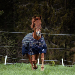 Licol Carlisle Horze à strass Marron foncé