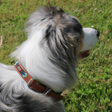 Collier pour chien Pénélope Pearl Collier pour chien Pénélope Pearl