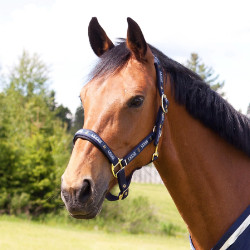 Licol Hamptons Horze Bleu