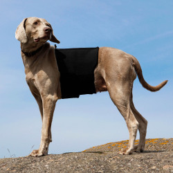 Ceinture Lombaire Back on Track pour chien