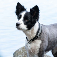 Collier pour chien Molly Back on Track Noir / argent