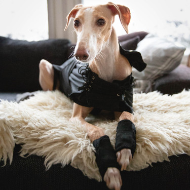 Manteau Greyhound pour chien Back on Track Manteau Greyhound pour chien Back on Track